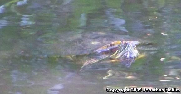 Red-eared Slider (Trachemys scripta elegans)