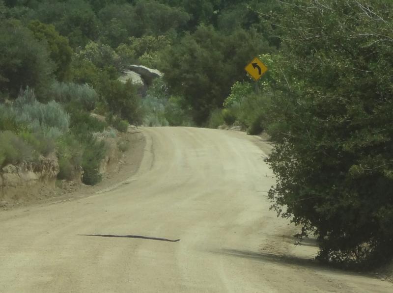 Baja California Coachwhip (Coluber fuliginosus)