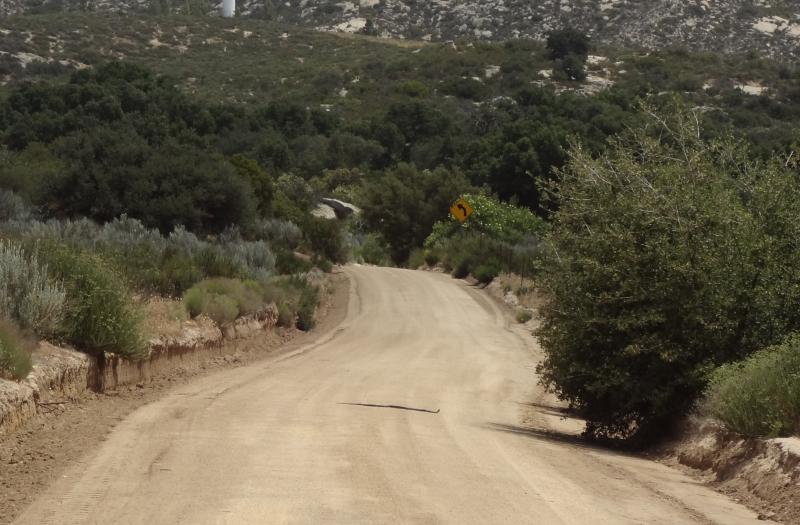 Baja California Coachwhip (Coluber fuliginosus)