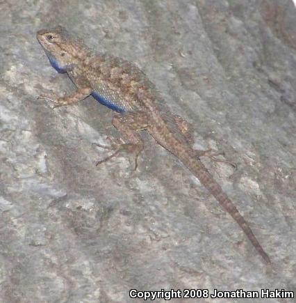 Great Basin Fence Lizard (Sceloporus occidentalis longipes)