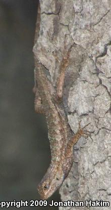 Great Basin Fence Lizard (Sceloporus occidentalis longipes)