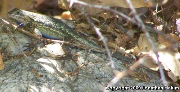 Great Basin Fence Lizard (Sceloporus occidentalis longipes)