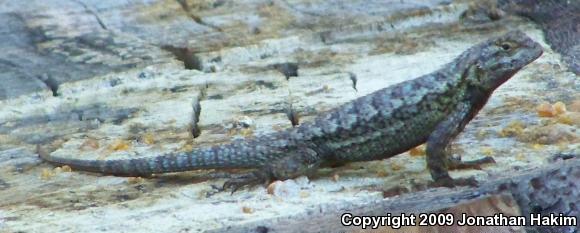 Great Basin Fence Lizard (Sceloporus occidentalis longipes)