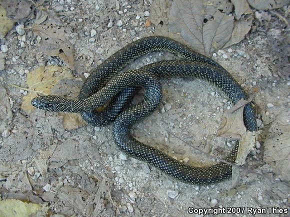 Speckled Kingsnake (Lampropeltis getula holbrooki)