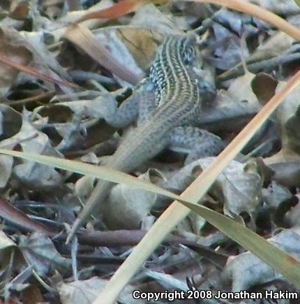 Coastal Whiptail (Aspidoscelis tigris stejnegeri)