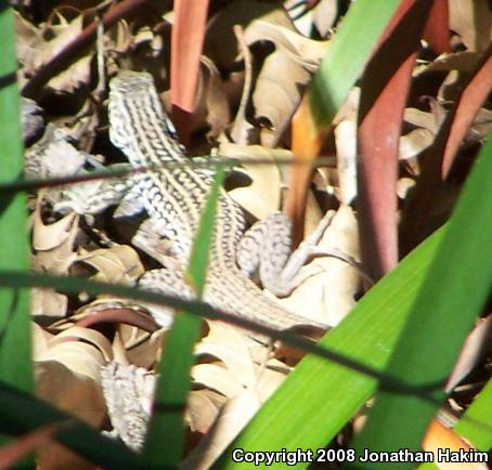 Coastal Whiptail (Aspidoscelis tigris stejnegeri)