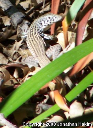 Coastal Whiptail (Aspidoscelis tigris stejnegeri)