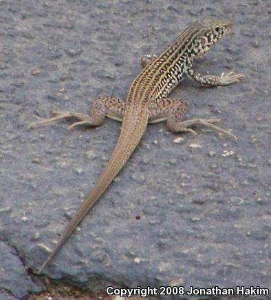 Coastal Whiptail (Aspidoscelis tigris stejnegeri)