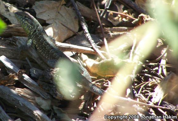 Western Side-blotched Lizard (Uta stansburiana elegans)