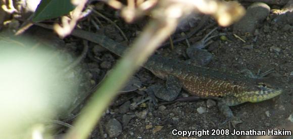 Western Side-blotched Lizard (Uta stansburiana elegans)