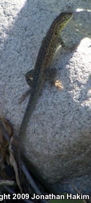 Western Side-blotched Lizard (Uta stansburiana elegans)