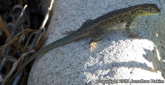 Western Side-blotched Lizard (Uta stansburiana elegans)