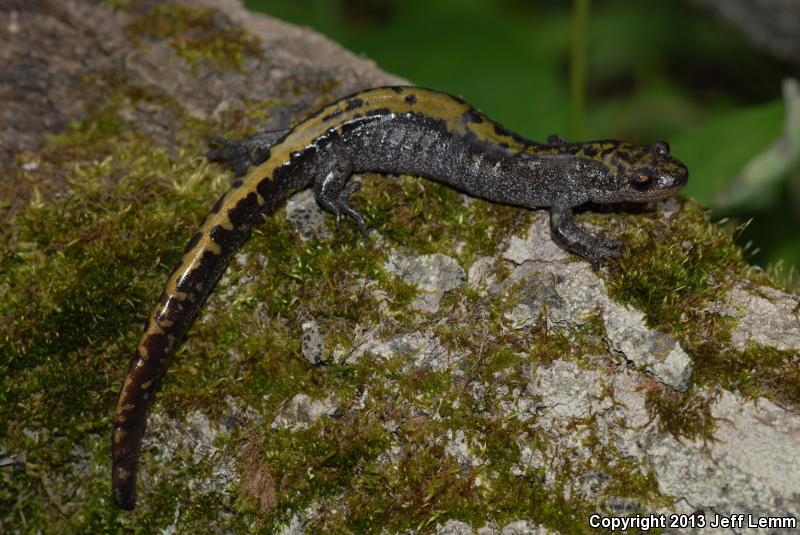 Northern Long-toed Salamander (Ambystoma macrodactylum krausei)