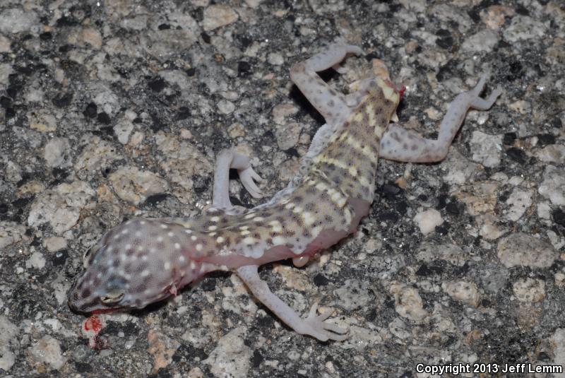 Penninsular Banded Gecko (Coleonyx switaki)