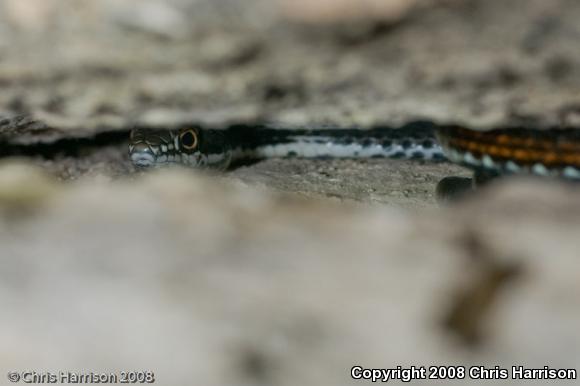 Central Texas Whipsnake (Coluber taeniatus girardi)