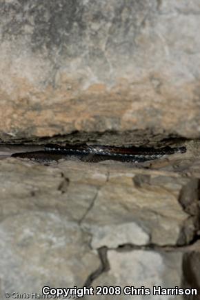 Central Texas Whipsnake (Coluber taeniatus girardi)