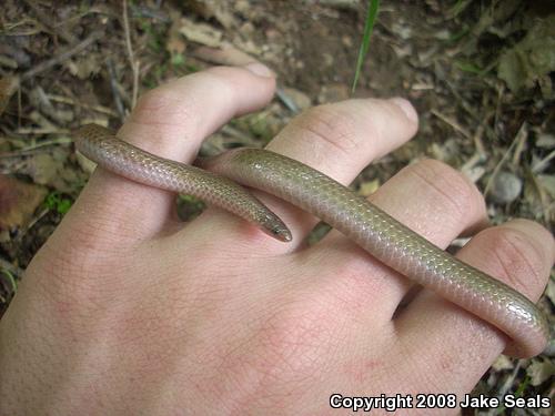 Midwestern Wormsnake (Carphophis amoenus helenae)