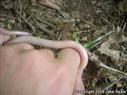 Midwestern Wormsnake (Carphophis amoenus helenae)