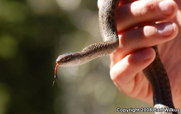 Wandering Gartersnake (Thamnophis elegans vagrans)