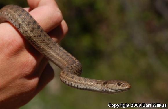 Wandering Gartersnake (Thamnophis elegans vagrans)