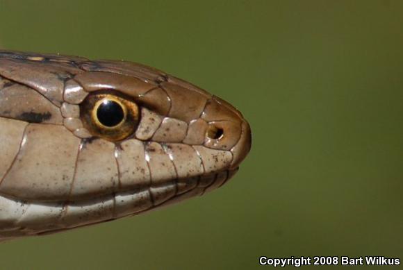 Wandering Gartersnake (Thamnophis elegans vagrans)