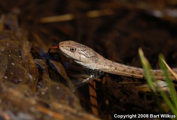 Wandering Gartersnake (Thamnophis elegans vagrans)