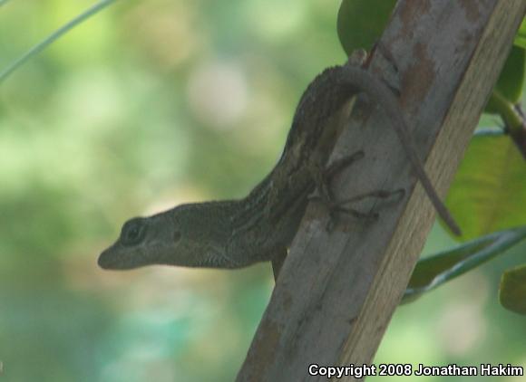 Cuban Brown Anole (Anolis sagrei sagrei)