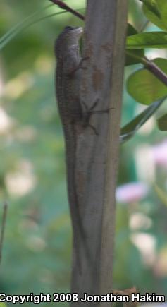 Cuban Brown Anole (Anolis sagrei sagrei)