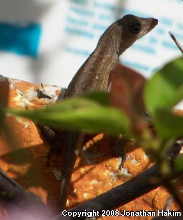 Silky Anole (Anolis sericeus)