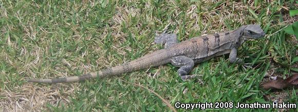 Gray's Spiny-tailed Iguana (Ctenosaura similis similis)