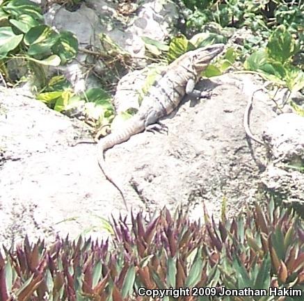 Gray's Spiny-tailed Iguana (Ctenosaura similis similis)