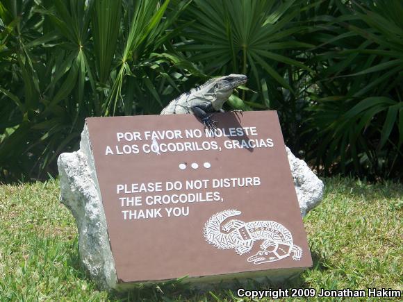 Gray's Spiny-tailed Iguana (Ctenosaura similis similis)