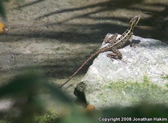 Brown Basilisk (Basiliscus vittatus)