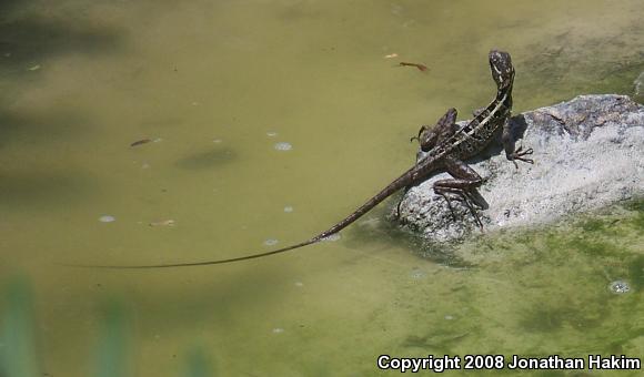 Brown Basilisk (Basiliscus vittatus)