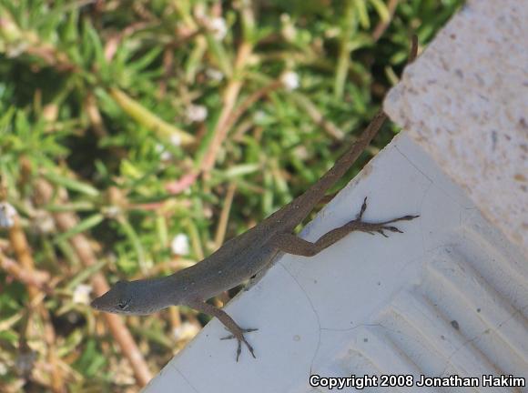 Silky Anole (Anolis sericeus)