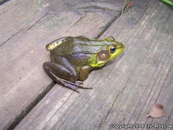 Northern Green Frog (Lithobates clamitans melanota)