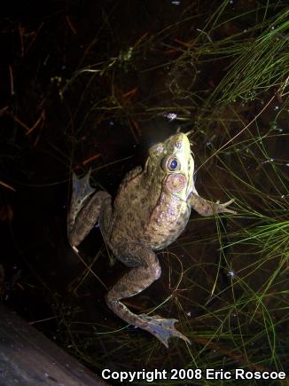 Northern Green Frog (Lithobates clamitans melanota)