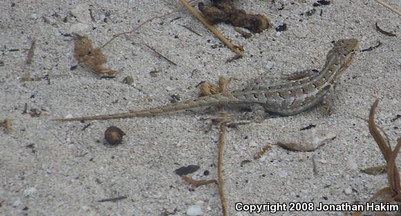 Cozumel Spiny Lizard (Sceloporus cozumelae)