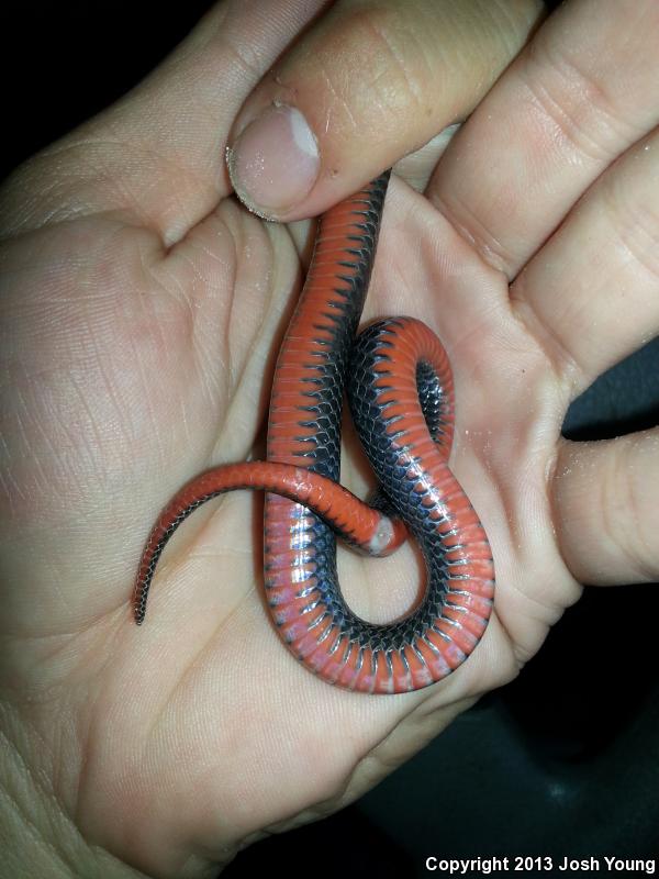 South Florida Swampsnake (Seminatrix pygaea cyclas)