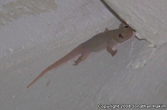 Common House Gecko (Hemidactylus frenatus)