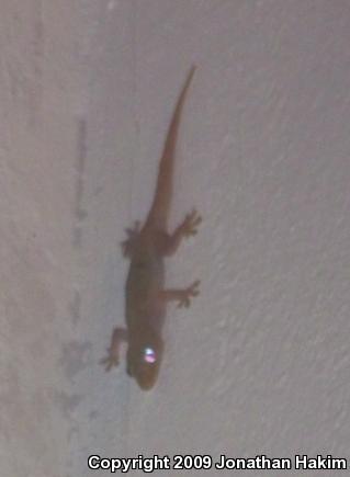 Common House Gecko (Hemidactylus frenatus)