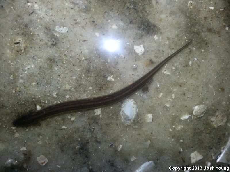 Everglades Dwarf Siren (Pseudobranchus axanthus belli)