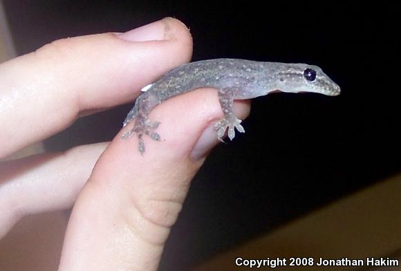 Common House Gecko (Hemidactylus frenatus)