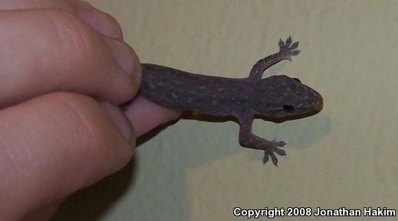 Common House Gecko (Hemidactylus frenatus)