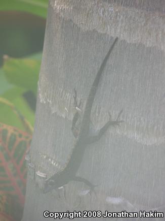 Cuban Brown Anole (Anolis sagrei sagrei)