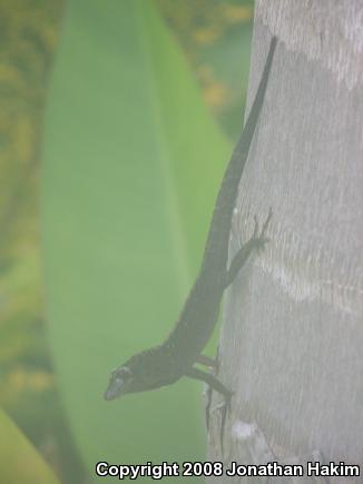 Cuban Brown Anole (Anolis sagrei sagrei)