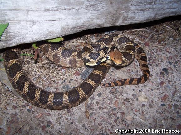 Western Foxsnake (Pantherophis vulpinus)