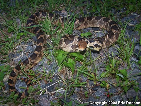 Western Foxsnake (Pantherophis vulpinus)