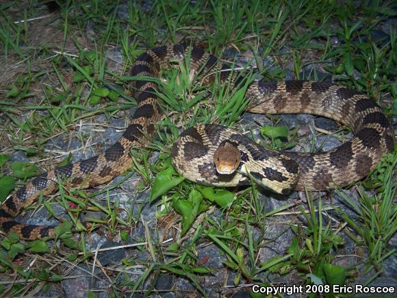 Western Foxsnake (Pantherophis vulpinus)