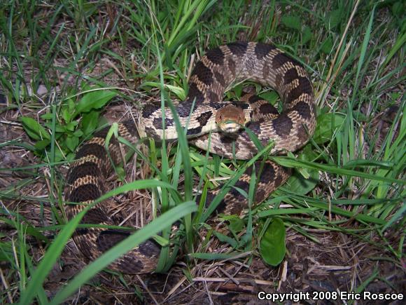 Western Foxsnake (Pantherophis vulpinus)